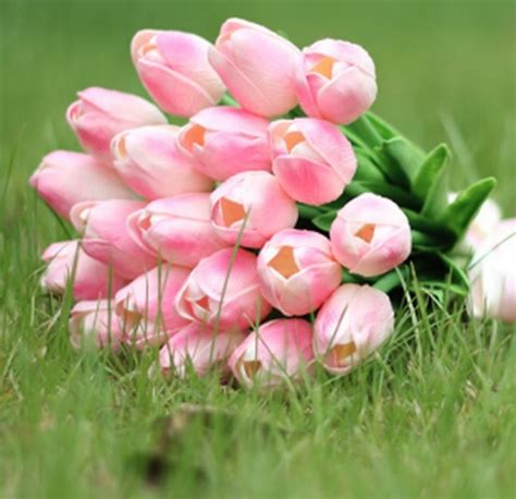 Apa Arti Bunga Tulip Warna Pink?