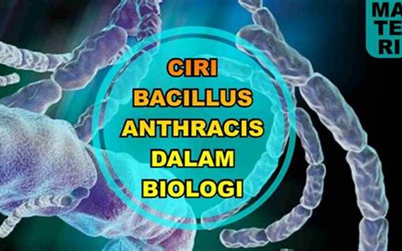 Apa Itu Bacillus Anthracis?