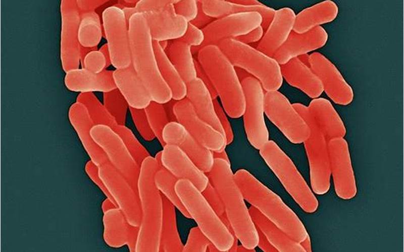Apa Itu Bakteri Thiobacillus Ferrooxidans?