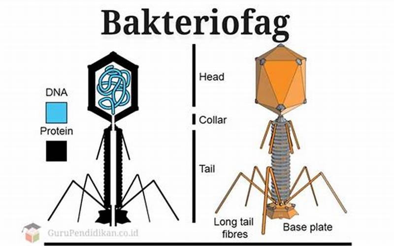 Apa Itu Bakteriofag?