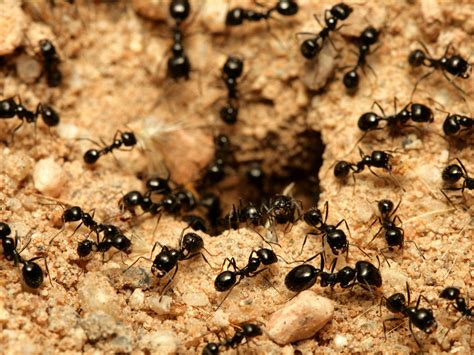 Apa Itu Black Ant?