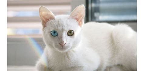 Apa Itu Heterochromia pada Kucing?