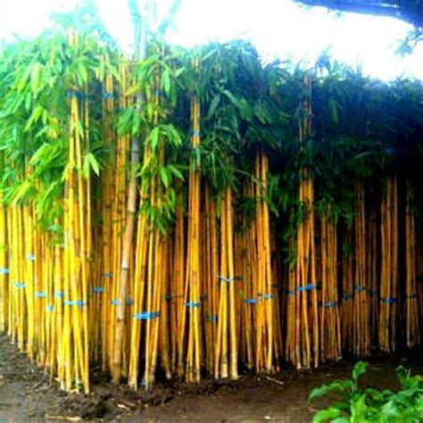 Apa itu Bambu Kuning?