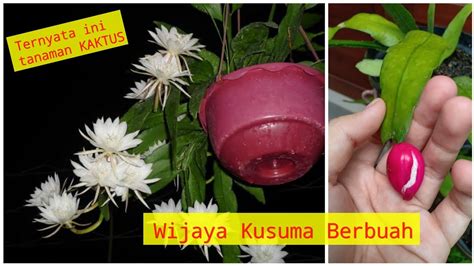 Apa itu Buah Wijaya Kusuma?