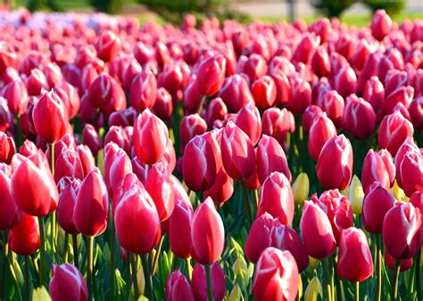 Apa itu Bunga Tulip Warna Pink?
