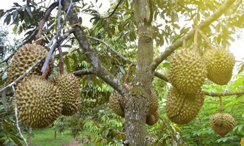 Apa itu Cara Memaksa Durian Cepat Berbuah?