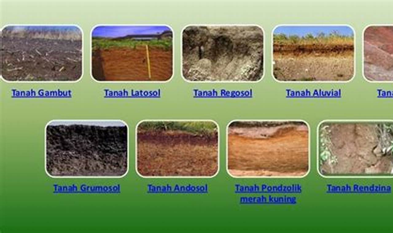 Apa perbedaan tanah andosol dan tanah aluvial?