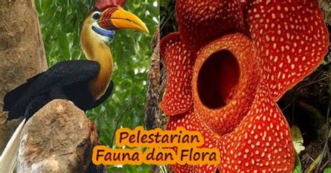 Apa Arti Flora: Memperlajari Dunia Tumbuhan yang Luas
