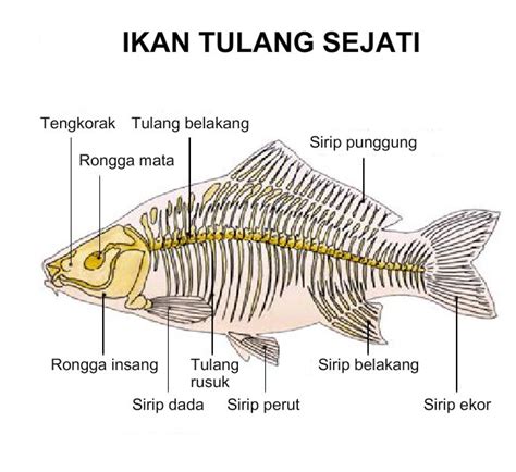 Apakah Ikan Mempunyai Tulang Belakang