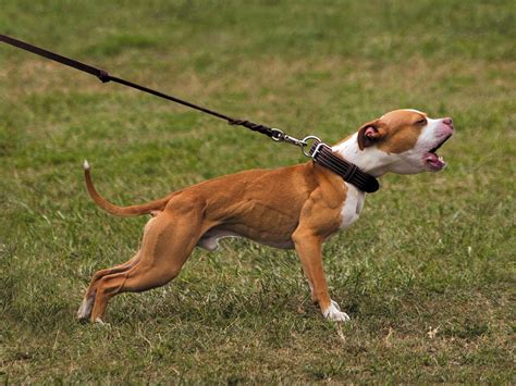 Apbt Colors: Understanding The Different Colors Of American Pit Bull
Terriers