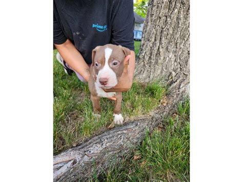 Apbt For Sale Near Me