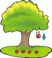Apel Jatuh dari Pohon: Keajaiban Alam yang Perlu Dipahami