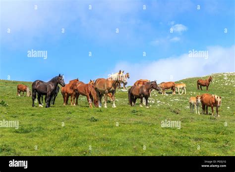 Apennine horses