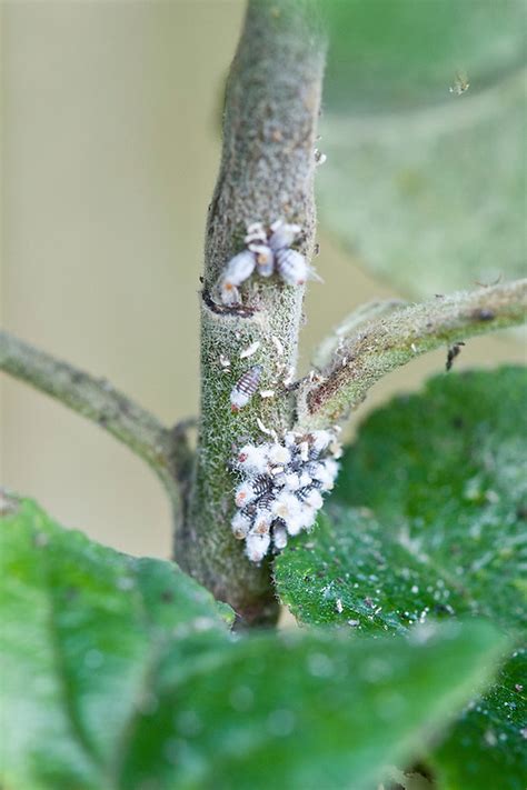 Aphids on Chinese Wool Flower