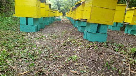 Apiary