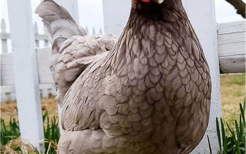 Appearance Of Prairie Bluebell Egger Chicken