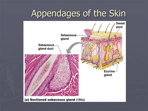 Guarding Your Beautiful Skin: Cherishing the Precious Appendages That Define Your Beauty