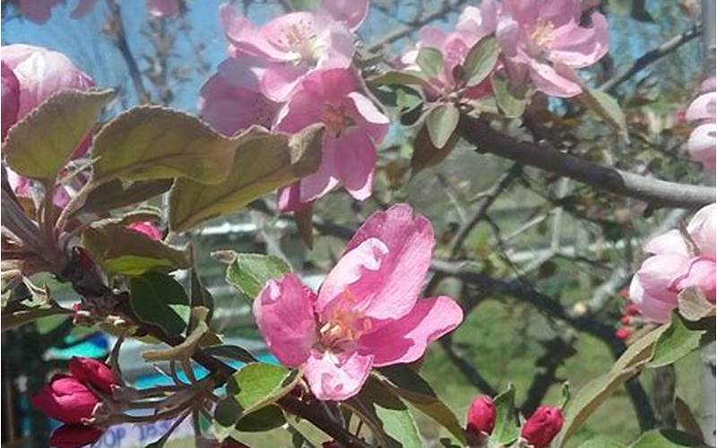 Apple Tree In Zone 6B