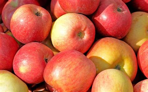 Download Apple Cameo