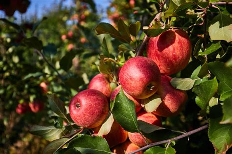 Apple Orchard, Rural Virginia | Smithsonian Photo Contest | Smithsonian