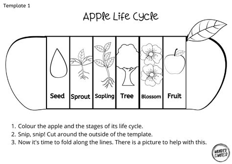 Apple Life Cycle Preschool Free Printable