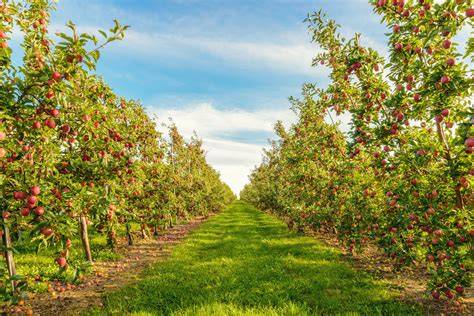 Apple Orchards