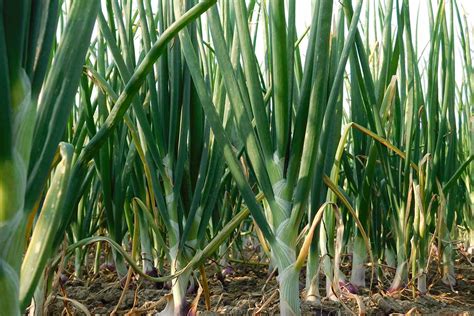 Application of Fertilizer to your Indoor Scallions