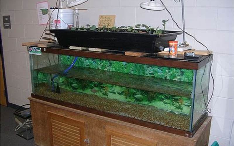 Aquaponic Fish Tank