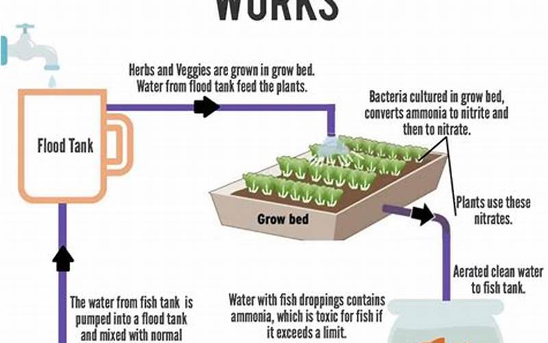 how aquaponic systems work