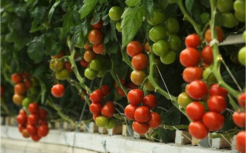 Aquaponic Tomatoes