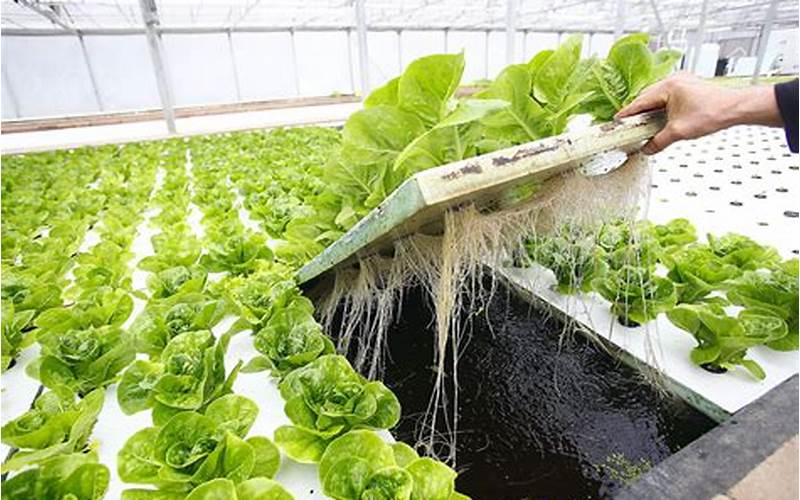 are aquaponic vegetables nutritious