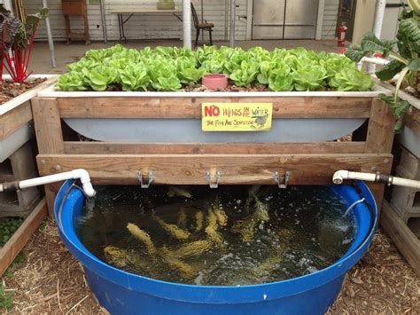 Aquaponic Gardening discover The Real Benefits Aquapona