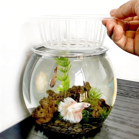 Aquaponic Betta Fish Tank
