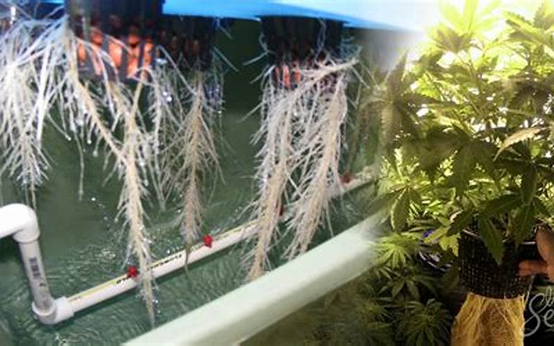 can you drown cannabis seeds aquaponic