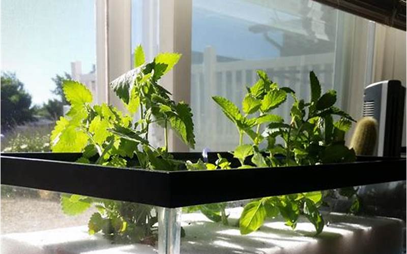 can aquaponics be grown under the ground