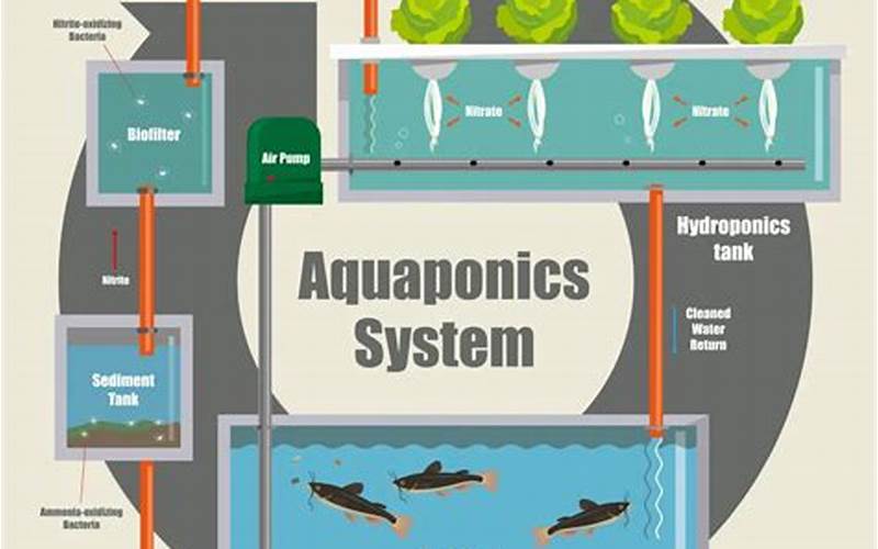 Aquaponics System Maintenance