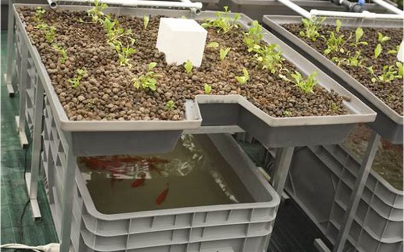 how do plants grow in aquaponics