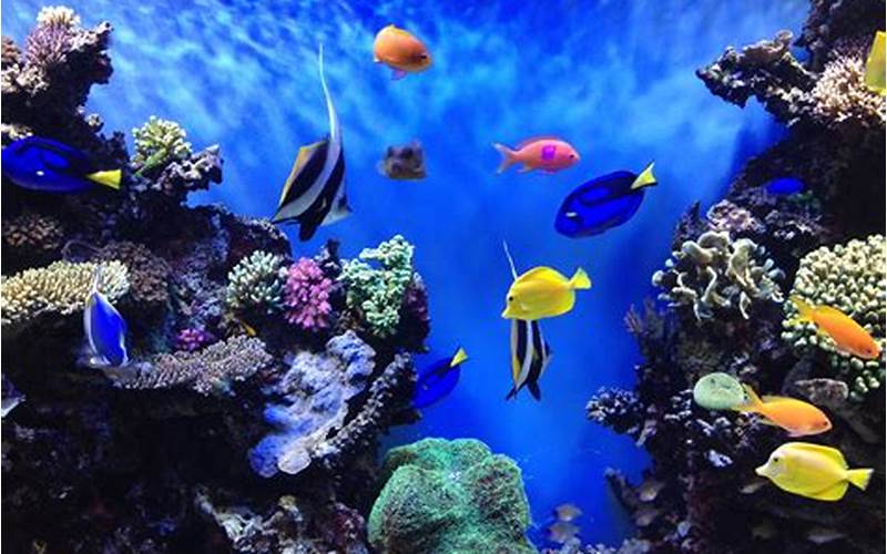 Aquarium Images