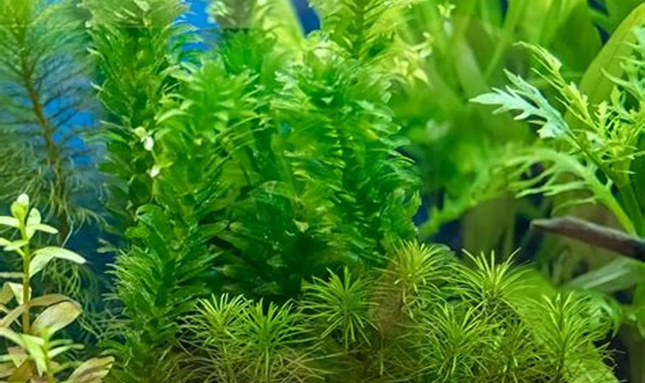 Aquarium Plants For Beginners