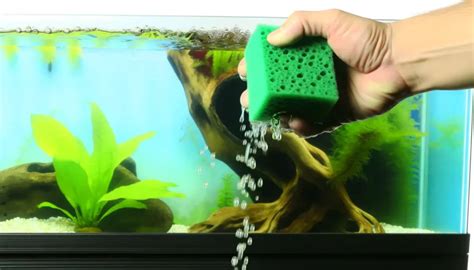 Aquarium Filter Maintenance