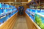 Aquarium Fish Shops Near Me