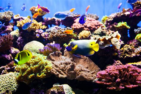 Aquarium fish swimming in a tank