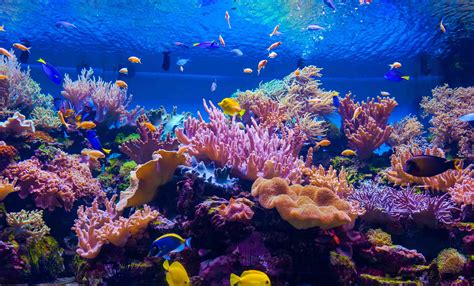 Aquarium with coral reef