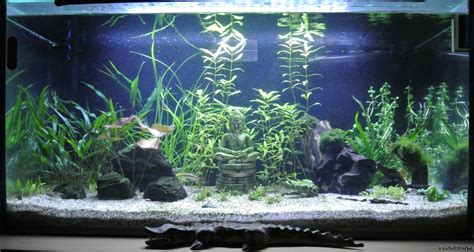Aquascape Indonesien