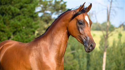 Arabian Horses