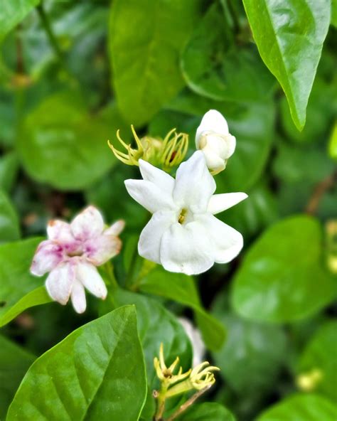 Arabian Jasmine