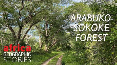 Arabuko Sokoke Forest