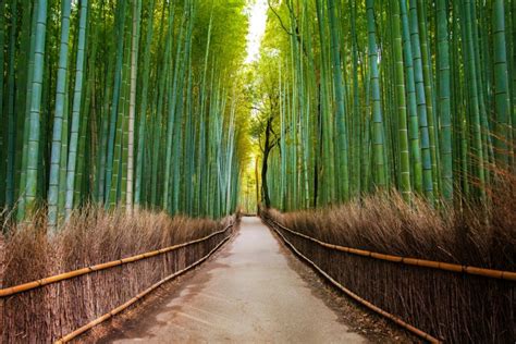 Arashiyama Bamboo Forest Guide