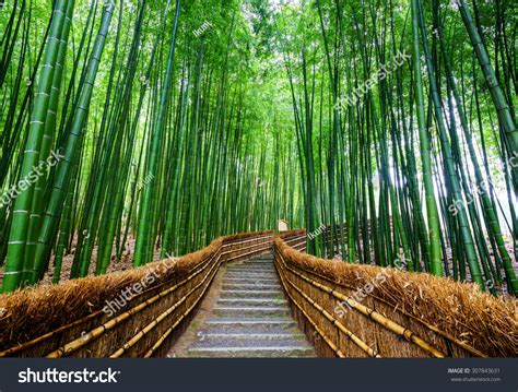 Arashiyama Bamboo Forest Path