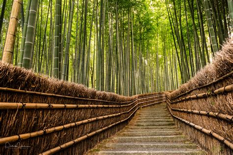 Hutan Bambu Arashiyama